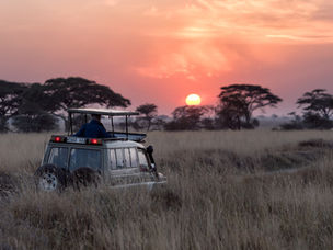 The Most Amazing Safaris to Admire Wildlife